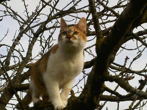 Le chat aime la cuisine bio
